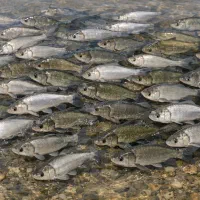 بچه ماهی بیگهد و فیتوفاگ