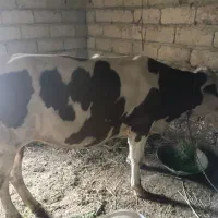 سیمینتال