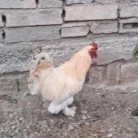 خروس برهما امپراطور