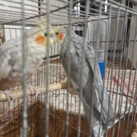عروس هلندی