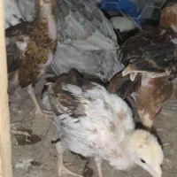 جوجه لاری ۲.۳.۴ماهه مرندی۱۵روزه