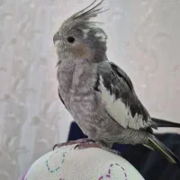 عروس هلندی، قفس عروس هلندی،
