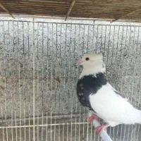 کبوتر فروشی