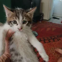 واگذاری بچه گربه