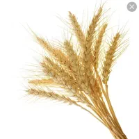 جو خالص