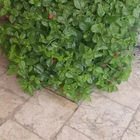 حراج گل و گیاه