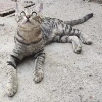 واگذاری گربه خانگی