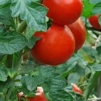 نهال گوجه فروشی