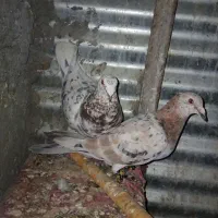 یک جفت کفتره سارخوشکل2200