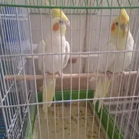 یک جفت عروس هلندی با قفس