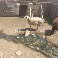 میش آبستن