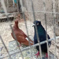 کبوتر