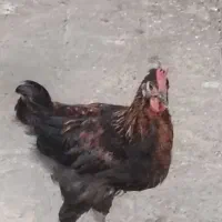 خروس
