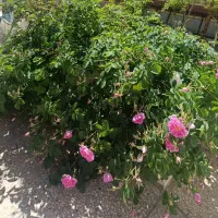 باغ-ویلا-زمین-کشاورزی-خونه-باغ
