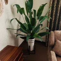 فروش گل پرنده  بهشتی