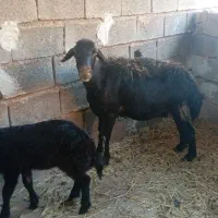 گوسفند