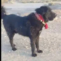 سگ نگهبان گوسفندی قدرجونی