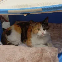 گربه پیدا شده