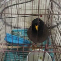 مرغ مینا