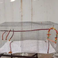 قفس