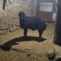بره قوچ هترو دوقلو زا