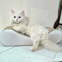 اسکرچر مدل تخت و یا مبل گربه