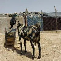 بز  دورگ پاکستانی