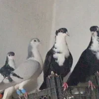 کرواتی نر ماده