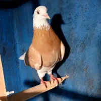 کبوتر شازده زرد شازده سرور