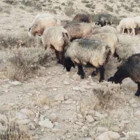 تداد31راس گله میش ترکی بختیاری آبستن