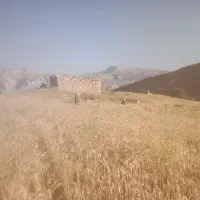 اجاره زمین کشاورزی