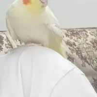 عروس هلندی نر ماده
