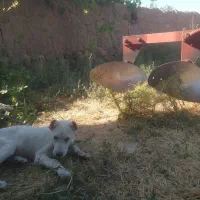 سگ دوماهه خراسانی از پدرمادر خوب