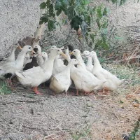 اردک بالغ پکنی
