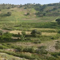 گوسفند مایه زید دوکت