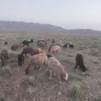 میش هترو همو