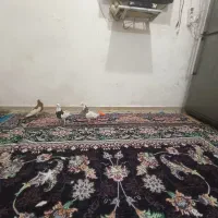 کبوتر 250|پرنده|بندر امام خمینی, |دیوار