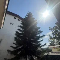 کاج مطبق ۸متری