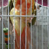 گرینچک|پرنده|شیراز, لاله|دیوار