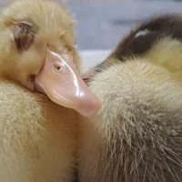 فروش دو عدد جوجه اردک ۱۰ روزه سرحال