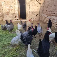 تخم مرغ نطفه دار