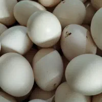 تخم مرغ کردی