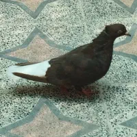 فروش کبوتر