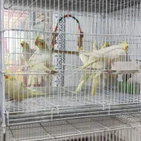 هلندی بار جدید ( پرنده سرای مقدم )