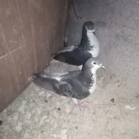 کبوتر|پرنده|ریگ, |دیوار
