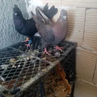کبوتر|پرنده|دهگلان, |دیوار