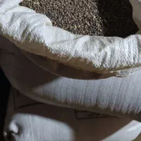 عدس درجه یک پزا تضمینی منی 650