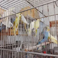 مرغ عشق|پرنده|برازجان, |دیوار