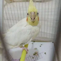 عروس هلندی ماده