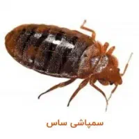 سم پاشی ساس/سمپاشی موریانه سوسک تضمینی عقرب شپش